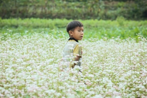 Ngỡ ngàng trước vẻ đẹp của đồng hoa tam giác mạch hà giang