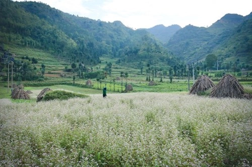 Ngỡ ngàng trước vẻ đẹp của đồng hoa tam giác mạch hà giang