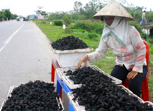 Ngọt bùi củ ấu