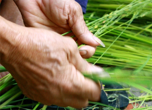 Nhọc công nghề làm cốm