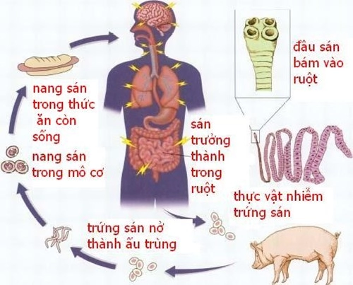 Những ký sinh trùng gây hại cho người ẩn chứa trong thịt thú rừng