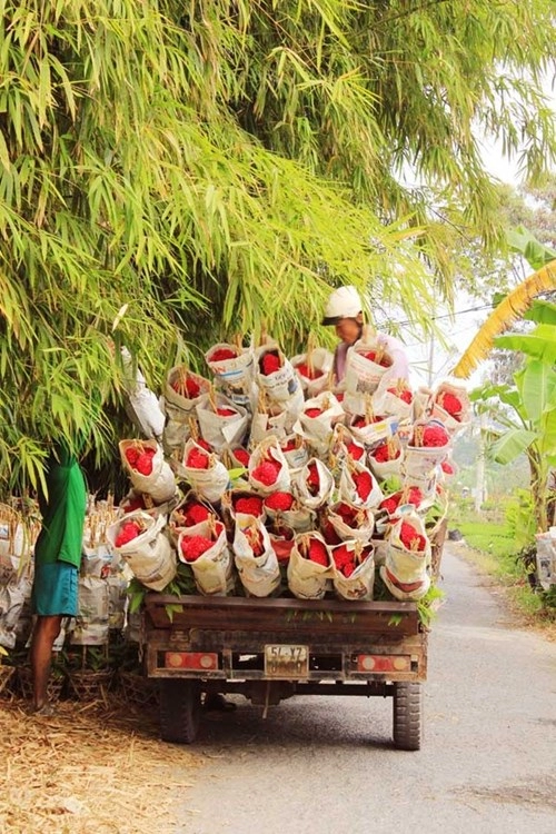 Rực rỡ sắc xuân làng hoa tân quy đông