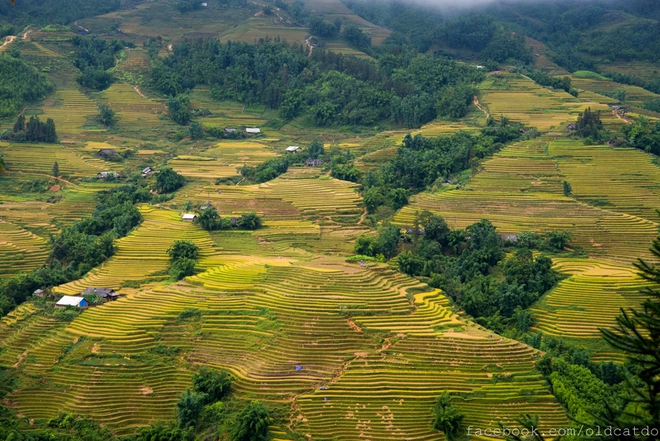 Ruộng bậc thang sa pa vào danh sách những nơi đẹp nhất thế giới