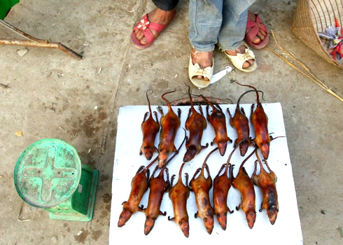 Thịt chó chuột đồng việt vào top món ăn kinh dị thế giới