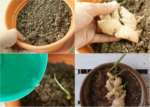 Tự trồng 9 loại rau củ cực kì đơn giản để gia đình ăn quanh năm