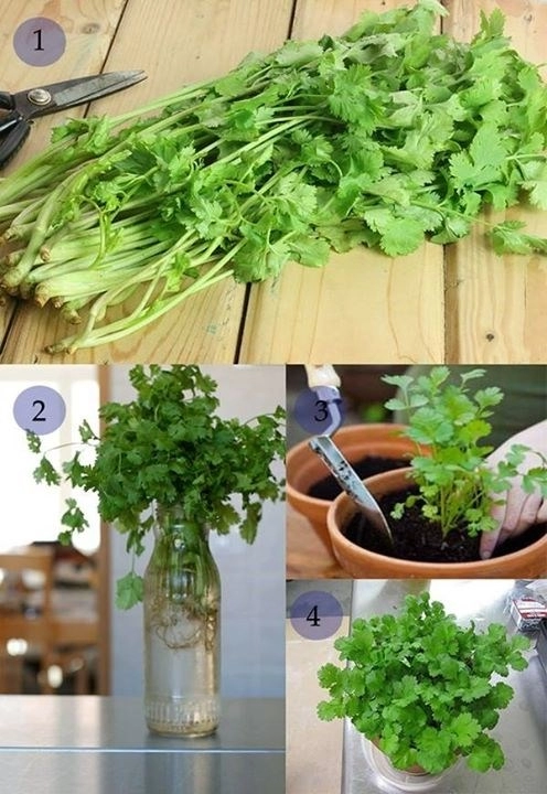 Tự trồng 9 loại rau củ cực kì đơn giản để gia đình ăn quanh năm