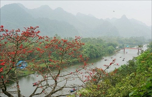 Xao xuyến hình ảnh hoa gạo rực rỡ chào hè 