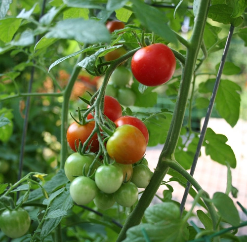 10 bí quyết trồng cà chua tại nhà mau lớn