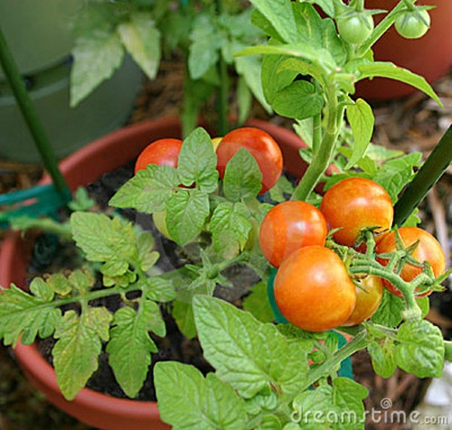3 loại rau củ dễ trồng tại nhà