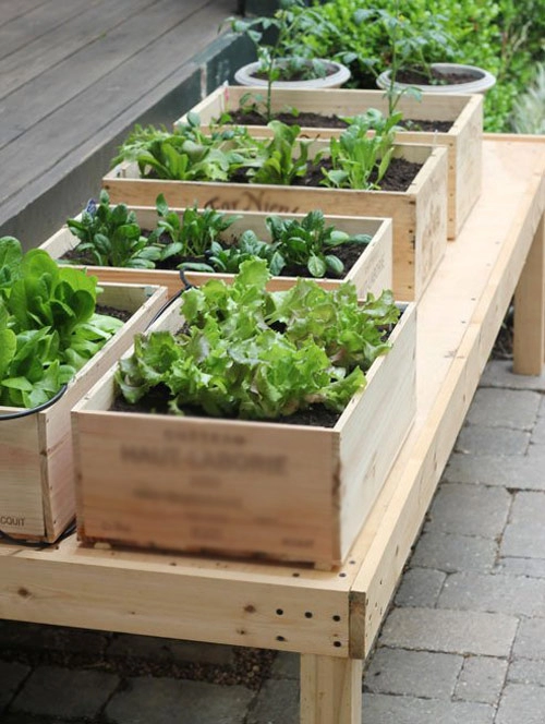 4 giải pháp trồng rau tại nhà cực tiện