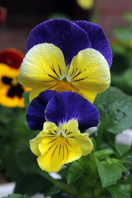 7 loài hoa tuyệt đẹp tô điểm ban công