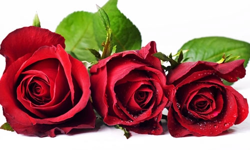 7 mẹo đẹp bất ngờ với hoa hồng