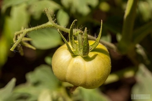 Cách trồng cà chua sạch nên thử ngay