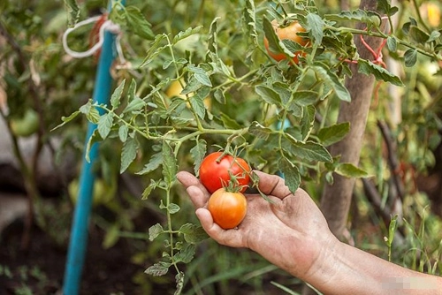 Cách trồng cà chua sạch nên thử ngay