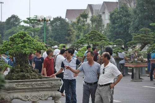 Cây cảnh bạc tỷ trong lễ hội ở thủ đô