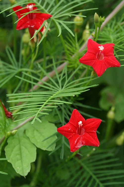 Chọn giàn hoa leo đẹp cho nhà phố