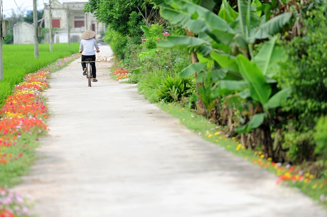 Con đường hoa mười giờ rực rỡ dài 3 km ở nam định