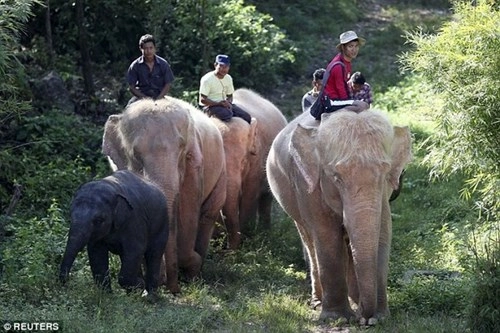 Đan voi trăng 5 con cưc hiêm đươc nuôi nhôt ơ myanmar