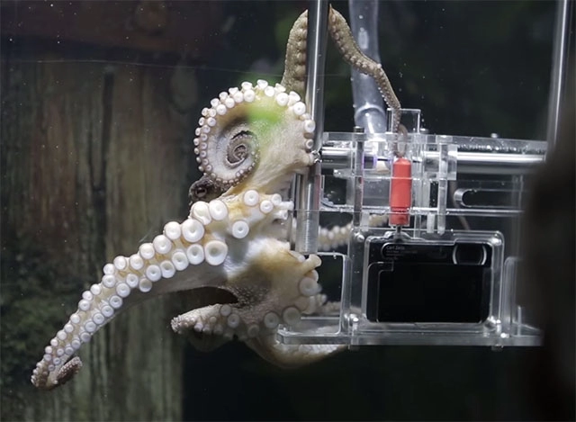 Đây là chú bạch tuộc đã được sony huấn luyện thành photographer
