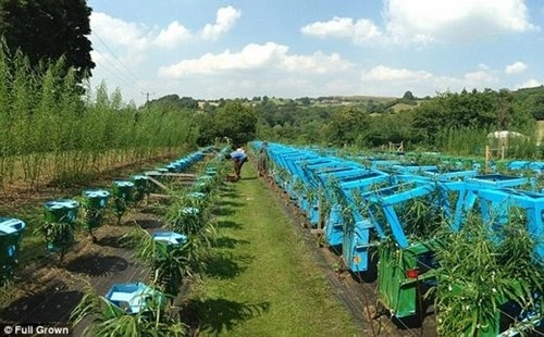 Khám phá khu vườn trồng bàn ghế duy nhất trên thế giới