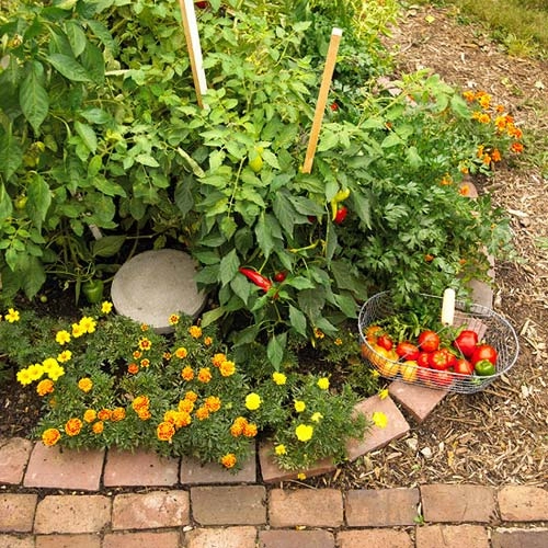 Muôn kiểu trồng cà chua cho hàng xóm sốc