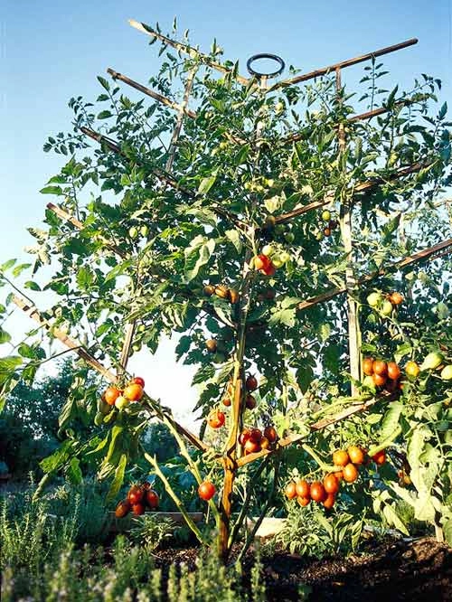 Muôn kiểu trồng cà chua cho hàng xóm sốc