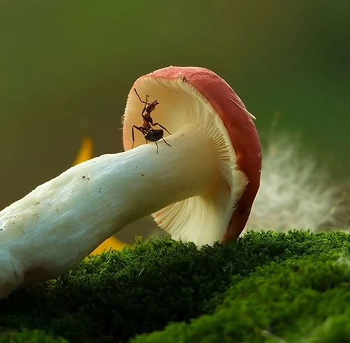 Muôn màu cuộc sống trong thế giới loài nấm