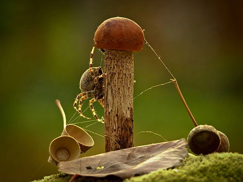 Muôn màu cuộc sống trong thế giới loài nấm