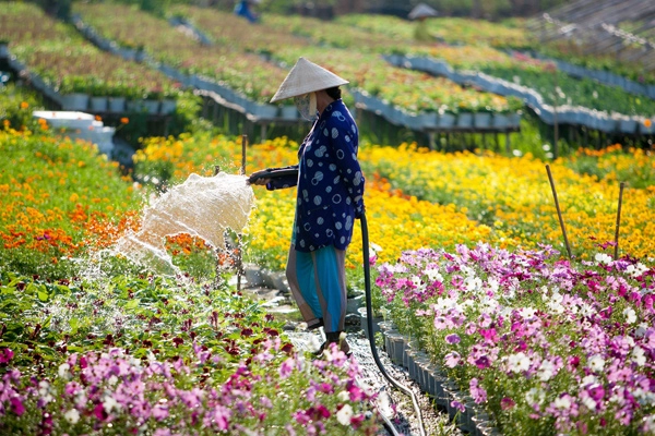 Sa đéc ngập tràn sắc xuân