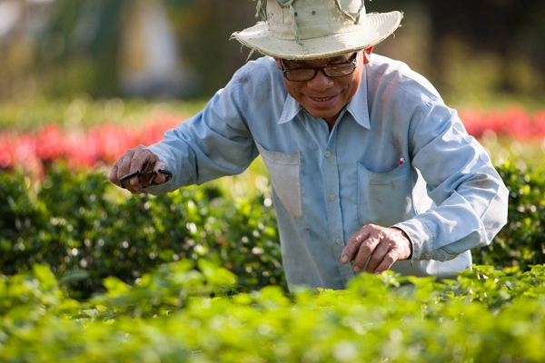 Sa đéc ngập tràn sắc xuân