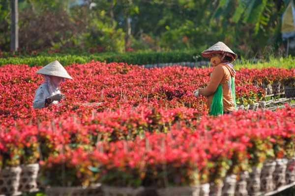 Sa đéc ngập tràn sắc xuân