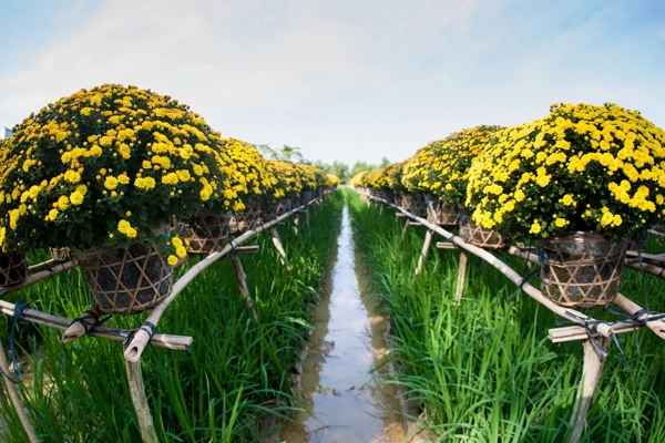 Sa đéc ngập tràn sắc xuân