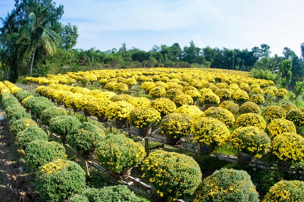 Sa đéc ngập tràn sắc xuân