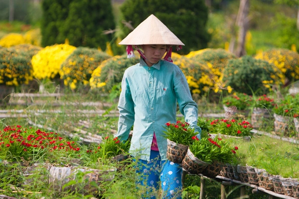 Sa đéc ngập tràn sắc xuân