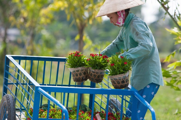 Sa đéc ngập tràn sắc xuân