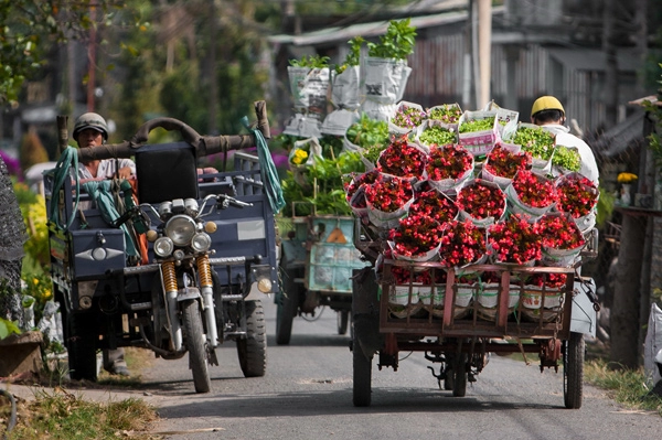 Sa đéc ngập tràn sắc xuân