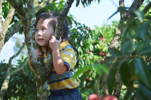 Siêu mẫu nhí bé xu và chùm vải