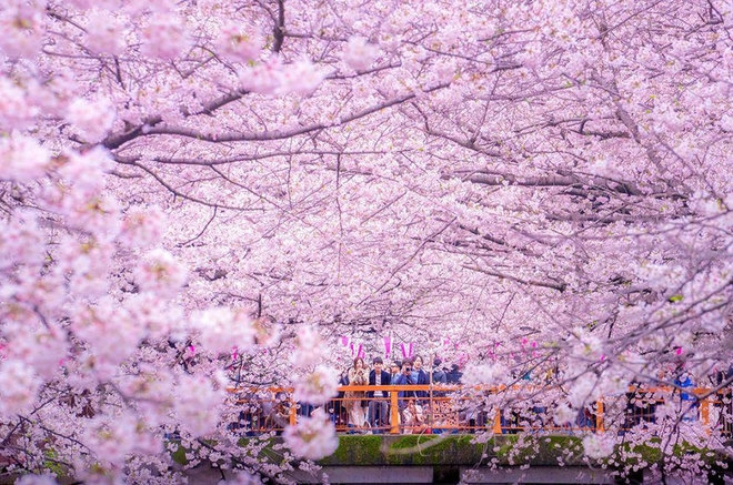 Sông hoa anh đào đẹp nghẹt thở ở tokyo