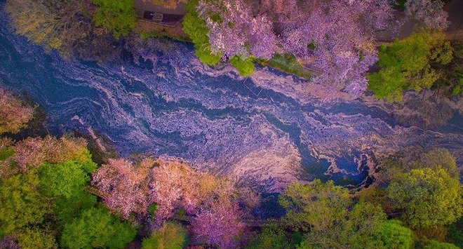 Sông hoa anh đào đẹp nghẹt thở ở tokyo
