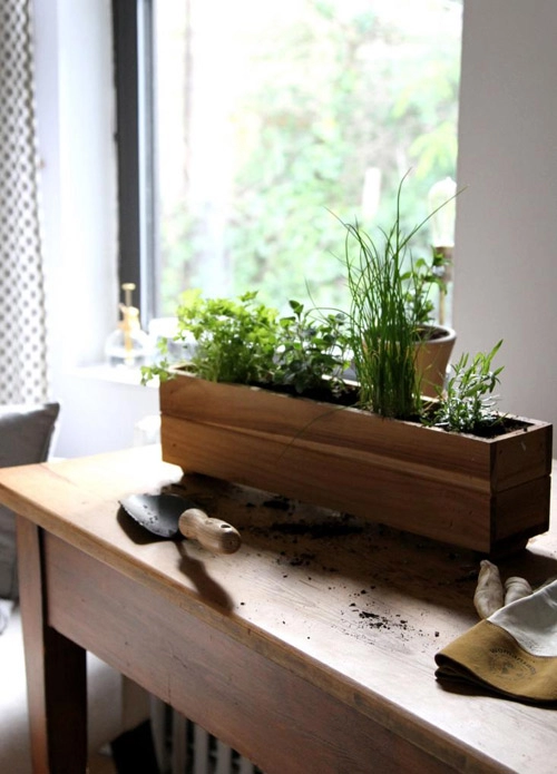 Trồng rau thơm ngay trên bàn làm việc