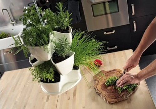 Tự làm vườn treo trồng rau trong bếp