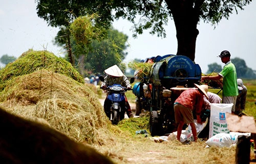 Vẻ đẹp bình dị của làng quê việt