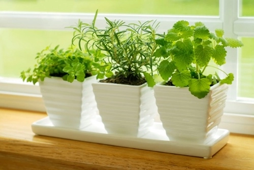 10 loại cây cảnh dễ trồng trong nhà