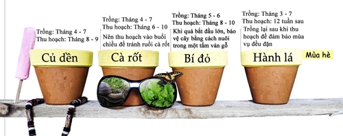 12 loại rau củ thích hợp trồng theo mùa