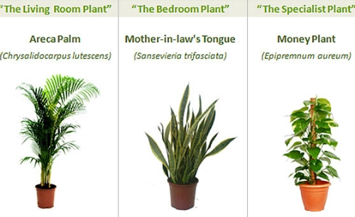 3 loại cây trồng giúp thanh lọc không khí trong nhà