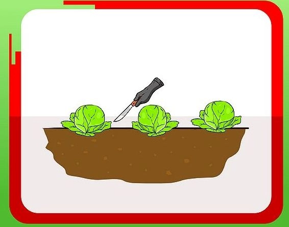 5 bước trồng bắp cải khó thành dễ