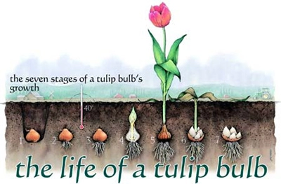 5 bước trồng tulip nở đúng đợt tết về