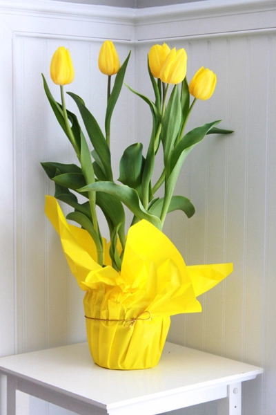 5 bước trồng tulip nở đúng đợt tết về