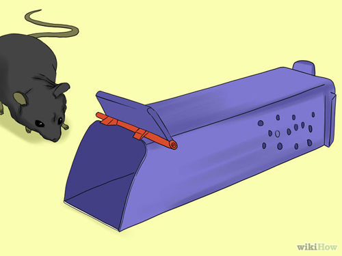 5 cách đơn giản mà hiệu quả đuổi chuột khỏi nhà