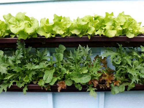 5 giải pháp trồng rau sạch cho nhà chật